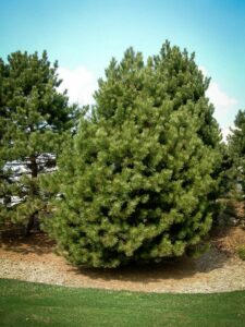 Сосна Чёрная (Pinus Nigra) купить по цене от 270.00р. в интернет-магазине «Посадика» с доставкой почтой в в Алапаевске и по всей России – [изображение №1].