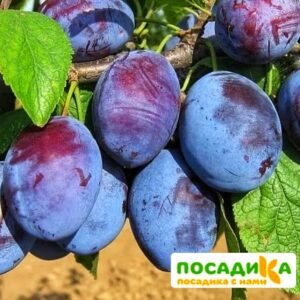 Слива Чачакская ранняя купить по цене от 229.00р. в интернет-магазине «Посадика» с доставкой почтой в в Алапаевске и по всей России – [изображение №1].