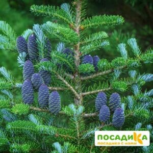 Пихта корейская (Abies koreana) купить по цене от 450.00р. в интернет-магазине «Посадика» с доставкой почтой в в Алапаевске и по всей России – [изображение №1].