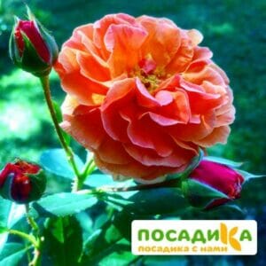 Роза Арабия купить по цене от 350.00р. в интернет-магазине «Посадика» с доставкой почтой в в Алапаевске и по всей России – [изображение №1].