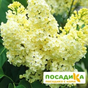 Сирень Примроуз (Primrose) купить по цене от 529.00р. в интернет-магазине «Посадика» с доставкой почтой в в Алапаевске и по всей России – [изображение №1].