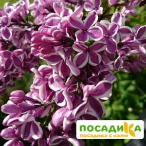 Сирень Сенсация купить по цене от 529.00р. в интернет-магазине «Посадика» с доставкой почтой в в Алапаевске и по всей России – [изображение №1].