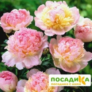 Пион Распберри Сандей (Paeonia Raspberry Sundae) купить по цене от 959р. в интернет-магазине «Посадика» с доставкой почтой в в Алапаевске и по всей России – [изображение №1].