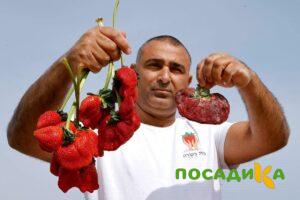 Клубника Гигант Джорнея купить по цене от 266р. в интернет-магазине «Посадика» с доставкой почтой в в Алапаевске и по всей России – [изображение №1].