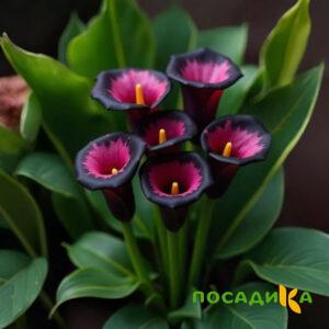 Калла Аура Лейс купить по цене от 400р. в интернет-магазине «Посадика» с доставкой почтой в в Алапаевске и по всей России – [изображение №1].