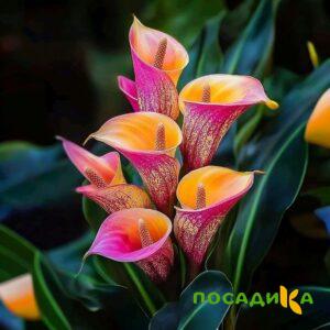 Калла Оникс купить по цене от 450р. в интернет-магазине «Посадика» с доставкой почтой в в Алапаевске и по всей России – [изображение №1].