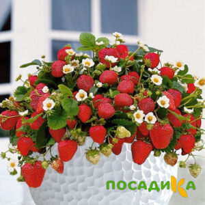 Клубника Рубиновый Шепот (горшечная) купить по цене от 240р. в интернет-магазине «Посадика» с доставкой почтой в в Алапаевске и по всей России – [изображение №1].