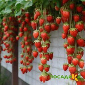 Клубника вьющаяся Комплимент купить по цене от 470р. в интернет-магазине «Посадика» с доставкой почтой в в Алапаевске и по всей России – [изображение №1].