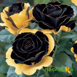 Роза Ханни Сикл купить по цене от 700р. в интернет-магазине «Посадика» с доставкой почтой в в Алапаевске и по всей России – [изображение №1].