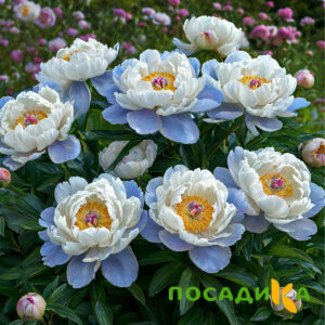 Пион акварельный Этюд купить по цене от 806р. в интернет-магазине «Посадика» с доставкой почтой в в Алапаевске и по всей России – [изображение №1].