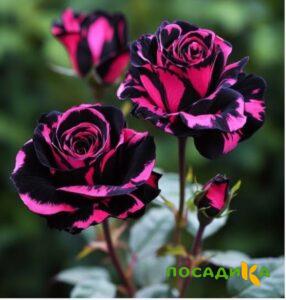 Роза Багровый Шепот купить по цене от 366р. в интернет-магазине «Посадика» с доставкой почтой в в Алапаевске и по всей России – [изображение №1].