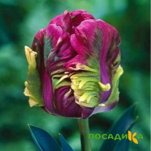 Тюльпан Экзотик Хэвен купить по цене от 186р. в интернет-магазине «Посадика» с доставкой почтой в в Алапаевске и по всей России – [изображение №1].