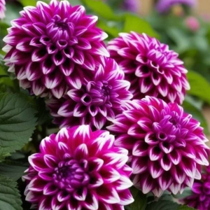 Георгин Кристал Корт купить по цене от 602р. в интернет-магазине «Посадика» с доставкой почтой в в Алапаевске и по всей России – [изображение №1].