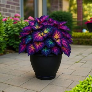 Хоста Фрости Блю купить по цене от 389р. в интернет-магазине «Посадика» с доставкой почтой в в Алапаевске и по всей России – [изображение №1].