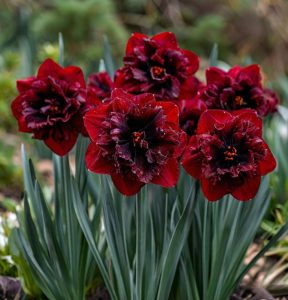 Нарцисс Сапфировый Бриз купить по цене от 3000р. в интернет-магазине «Посадика» с доставкой почтой в в Алапаевске и по всей России – [изображение №1].