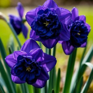 Нарцисс Арт Нуво купить по цене от 378р. в интернет-магазине «Посадика» с доставкой почтой в в Алапаевске и по всей России – [изображение №1].