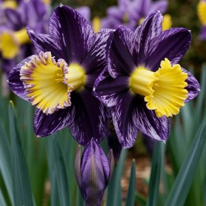 Нарцисс Акропоис купить по цене от 382р. в интернет-магазине «Посадика» с доставкой почтой в в Алапаевске и по всей России – [изображение №1].