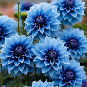 Георгин Вижапе купить по цене от 699р. в интернет-магазине «Посадика» с доставкой почтой в в Алапаевске и по всей России – [изображение №1].